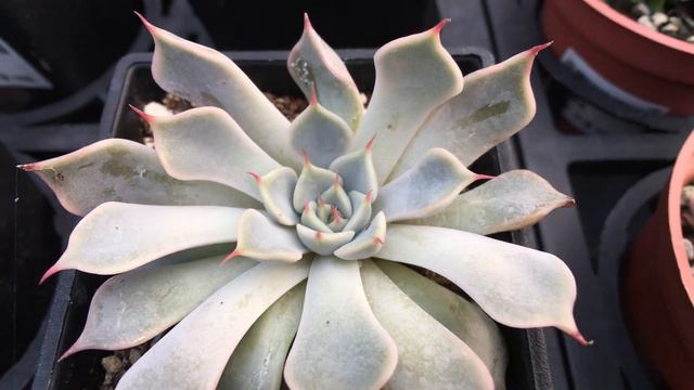 Echeveria cuspidata var. zaragozae 多肉植物圖鑑 粉紅爪 смотреть онлайн