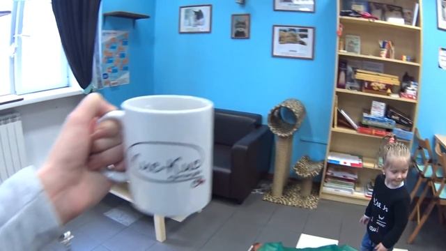 Кошки и Кофе. Котокафе Кис - Кис в Красноярске. Kittens and Coffee. A Cat Cafe in Krasnoyarsk
