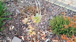 Растения которые любят кислую и слабокислую почву. Эрика, вереск, азалия, магнолия, голубика, клюкв