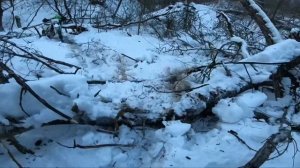 Арктическая тоска ?