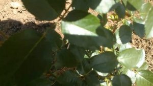 La Rose du Petit Prince/Synactif By Shiseido (Маленький принц). Delbard. МОЯ ПЕРВОГОДКА ИЮНЬ 2021