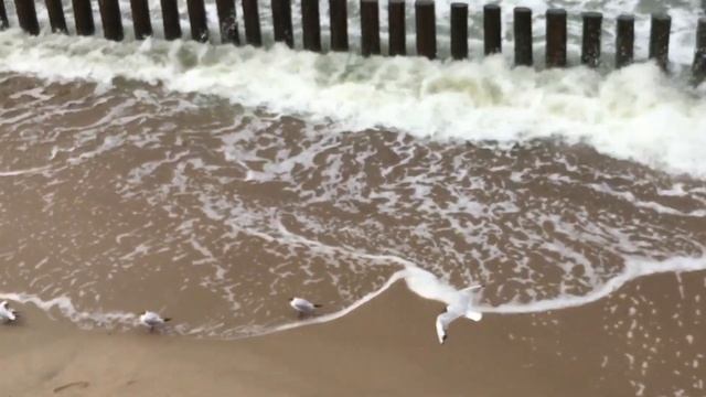 Светлогорск. Курортный роман. Прогулка по набережной смотреть онлайн