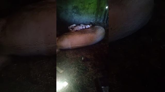 Кормление поросят смотреть онлайн