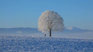 Морозное утро. Мороз и солнце, день чудесный. Александр Пушкин(слушать стихи)