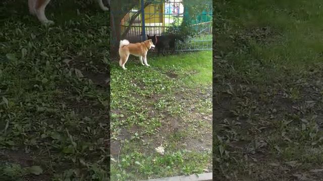 VID-20240721-WA0009.mp4 смотреть онлайн