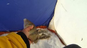 ЖОР ОКУНЯ В ГЛУХОЗИМЬЕ! Окунь берет ОДИН за ДРУГИМ! Зимняя рыбалка на Окуня. Рыбалка на ОВХ. Тайван