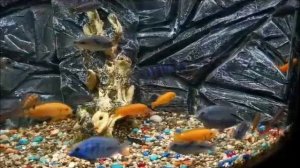 Подборка аквариумов моих друзей, коллег, товарищей и просто знакомых