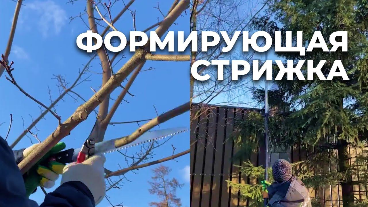 Формирующая стрижка в пейзажном стиле | Твой Сад