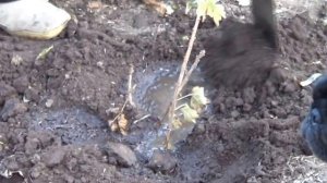 Садоводство. Дача. Как Правильно Садить Смородину? Уроки Садоводства