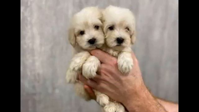 Берегите и любите родных и будьте с ними пока они рядом от ТАТЬЯНОЧКИ.) (ж) смотреть онлайн