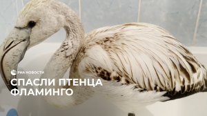 Спасли птенца фламинго