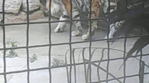 Ялтинский зоопарк.