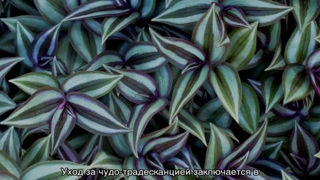 Традесканция размножение и выращивание традесканции из черенков