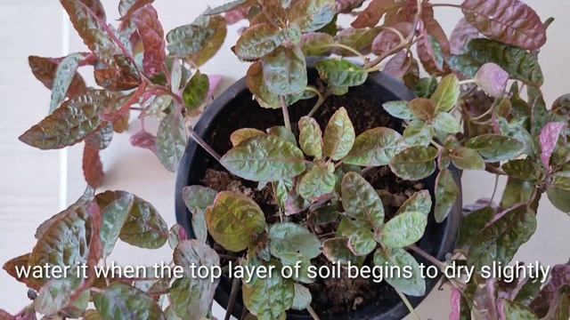 Purple Waffle (Hemigraphis) Plant смотреть онлайн