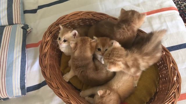 ?УСТИНЬЯ ЗОЛОТАЯ КОШКА?ЕЕ КОТЯТА?И ДРУГИЕ ЗОЛОТЫЕ ШИНШИЛЛЫ?