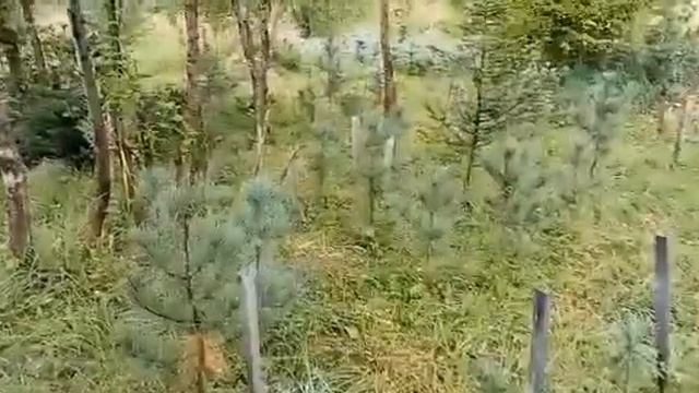 Питомник по выращиванию кедра смотреть онлайн