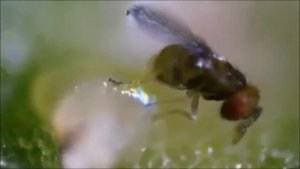 ЭНТОМОФАГИ. Трихограммы. Род паразитических наездников - яйцеедов