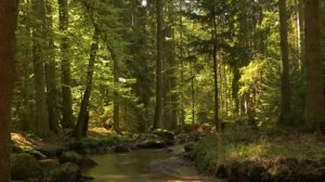 Эмбиент Фантазийная Музыка и Потрясающая Природа в 4K • Расслабление, Сон, Медитация, Йога