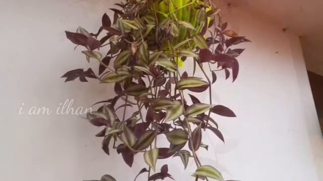 Best Hanging Plants For Your Home/Fast Growing Hanging Plants/ @iamilhan