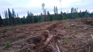 Лесной прицепной плуг для минполос и вспашки делянок под культуры!