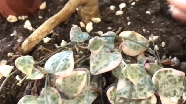 ?☘️?Укоренение церопегии.