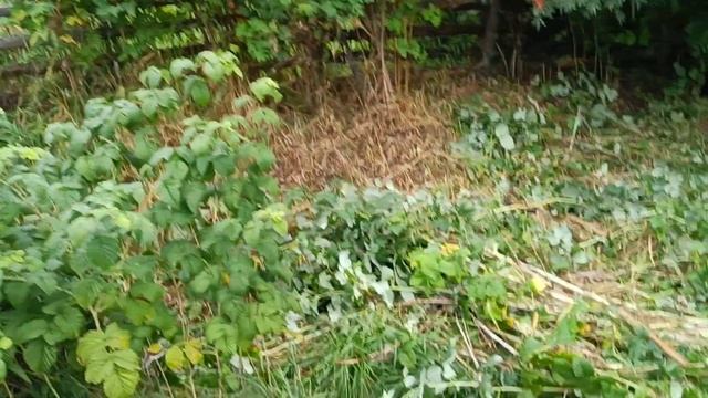Будни Олега. Моя собака и кошка. Работаю в малиннике и на огороде.