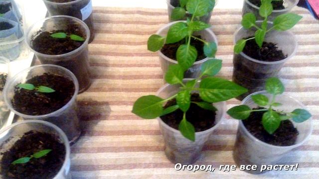 160. Уход за рассадой перца смотреть онлайн