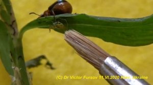 Как Развести Жука: Жучок Гречишный Листоед Gastrophysa polygoni, Chrysomelidae.