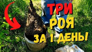 ПОШЛА ЖАРА! ТРИ роя за ОДИН день! Дед не справляется #52