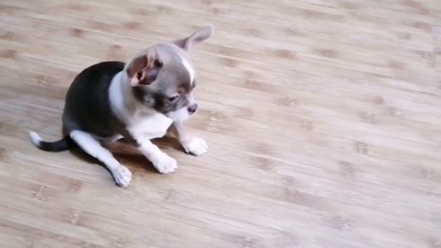 Персей и Патрик Космосовичи продажа щенков от заводчика, от кобеля Кастропуло Крым +79787458062 смотреть онлайн