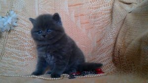Питомник Шотландских кошек Oksamitova Veselka