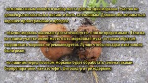 Морковная муха и борьба с ней