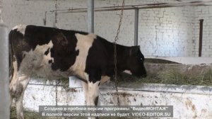 Понос у бычков Победили за один день =)