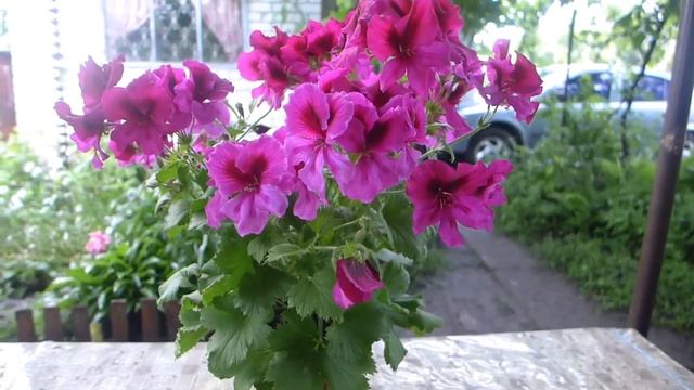 Пеларгония будет цвести долго и пышно! Эффективная подкормка для продления цветения пеларгонии. смотреть онлайн