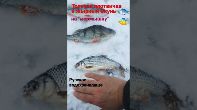 Толстая ПЛОВИЧКА и жырный ОКУНЬ на "Мормышку"🔥 #fish #рыбалка #fishing #руза #водохранилище #плотва