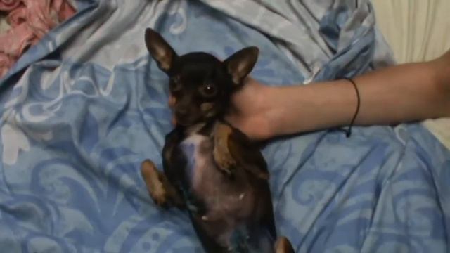 той терьер удалили опухоль молочных желез смотреть онлайн