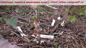 Прививка винограда черным в зеленое- 100% результат. Смотрим, ухаживаем. Пузенко Наталья Лариасовна