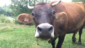 Домашние животные, откуда берется молоко, корова в деревне