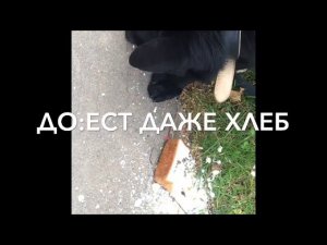 Дрессировка.Как отучить подбирать с земли .С Вами кинолог,спикер Севостьянова Наташа