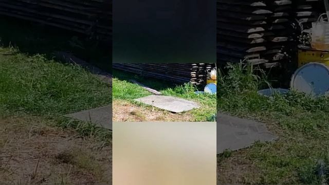 Что было под шифером? Гнездо птицы и осиный улей... смотреть онлайн