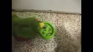 Кот бьёт попугая по башке