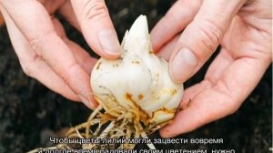 Лилии — посадка и уход в открытом грунте