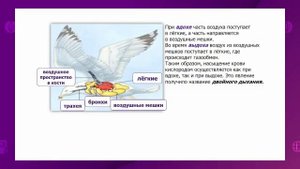 Биология. 7 класс. Органы дыхания позвоночных животных