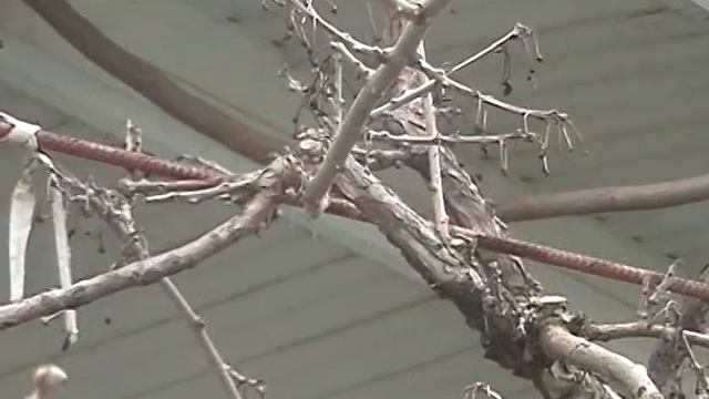 Обрезка актинидии_часть 1 смотреть онлайн