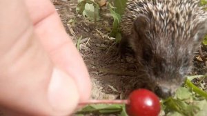 Ежата на прогулке. Маленькие ежики