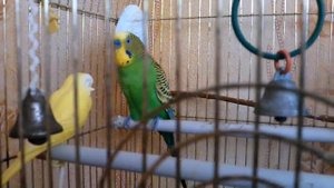 Волнистый Попугай Гоша поёт | PARROT SINGS