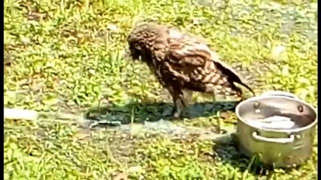 Сова в душе смотреть онлайн