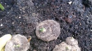 5 секретов выращивания каллы