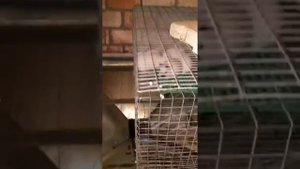 Разведение кроликов. Дневники чайника. Стоп-кокцид, профилактика кокцидиоза.