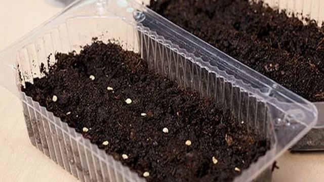 Как вырастить эвкалипт лимонный в домашних условиях